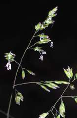 Poa sieberiana