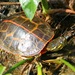 Southern Painted Turtle - Photo (c) Roger Birkhead, some rights reserved (CC BY-NC-ND), uploaded by Roger Birkhead