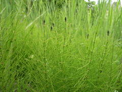 Equisetum × font-queri