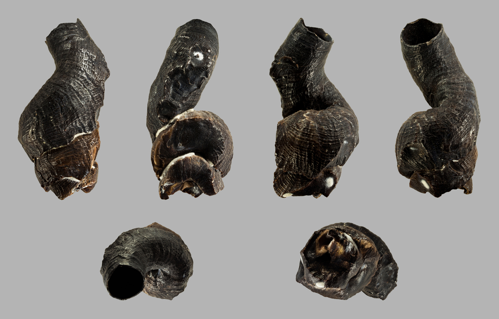 Blackish worm shell