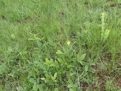 Hypoxis rigidula