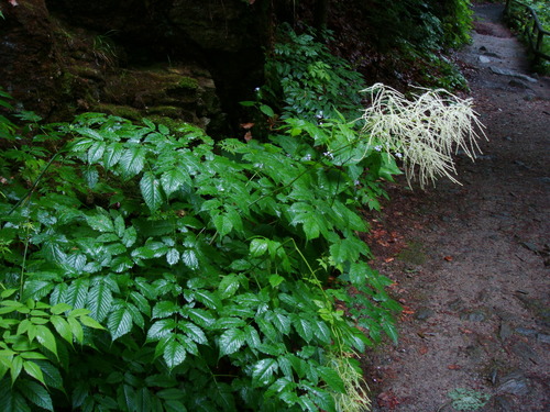 Bride's feathers (Aruncus dioicus)