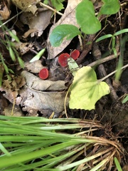 Sarcoscypha occidentalis