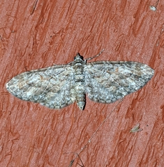 Eupithecia graefii