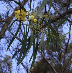Acacia provincialis