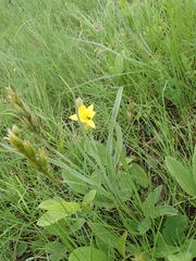 Hypoxis rigidula
