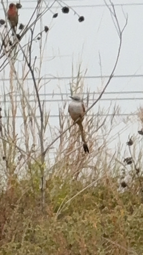 Tyrannus tyrannus, 2026-10-29