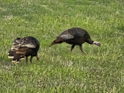 Meleagris gallopavo observed 2026-10-29