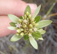 Euchaetis longibracteata