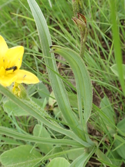 Hypoxis rigidula