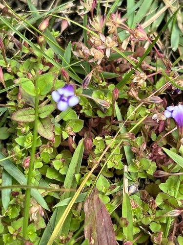Torenia crustacea observed 2026-10-29