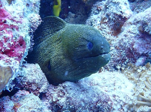 Gymnothorax observed 2026-10-29