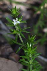 Asperula scoparia scoparia