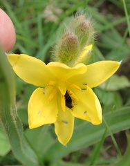 Hypoxis rigidula