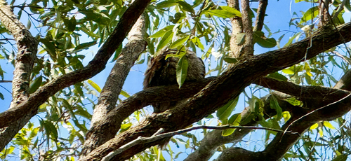 Tawny Frogmouth