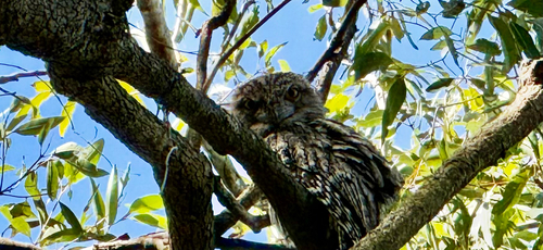 Tawny Frogmouth