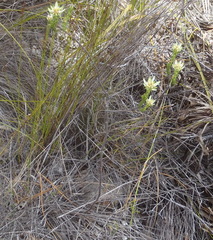 Euchaetis longibracteata
