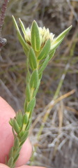 Euchaetis longibracteata