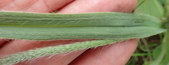 Hypoxis rigidula
