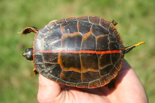 Southern Painted Turtle