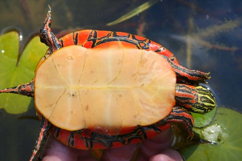 Southern Painted Turtle