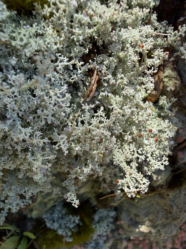 Stereocaulon ramulosum observed 2026-10-30
