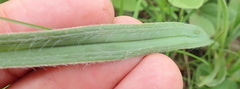 Hypoxis rigidula