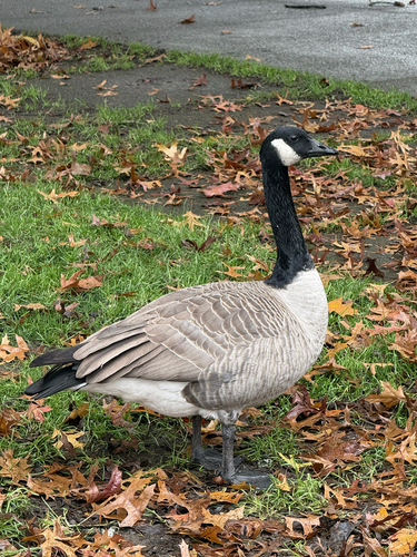 Branta observed 2026-10-29