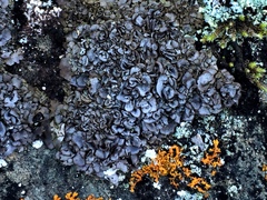 Dermatocarpon intestiniforme