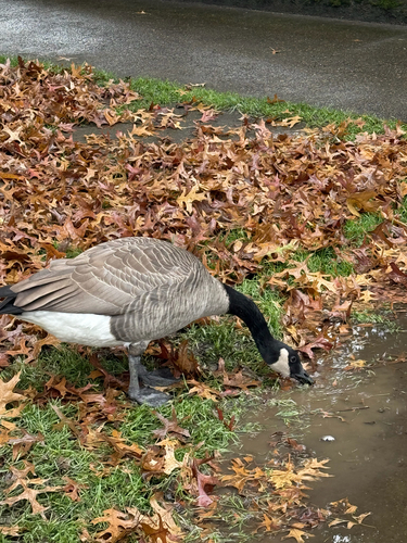 Branta observed 2026-10-29
