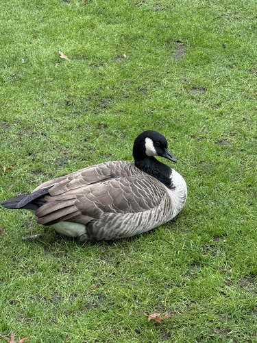Branta observed 2026-10-29