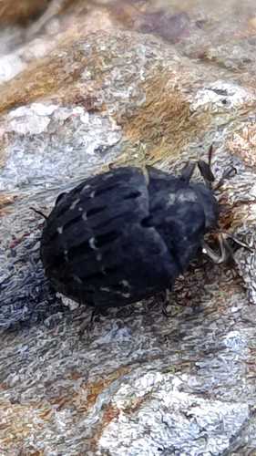Byrrhus pustulatus