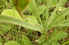Hypoxis rigidula