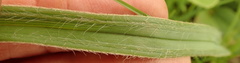 Hypoxis rigidula