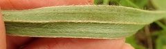 Hypoxis rigidula