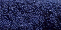 Chaetosphaerella phaeostroma