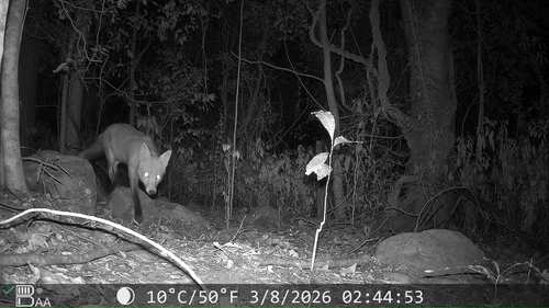 Vulpes vulpes photograph by the iNaturalist community
