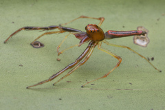 Viciria pavesii