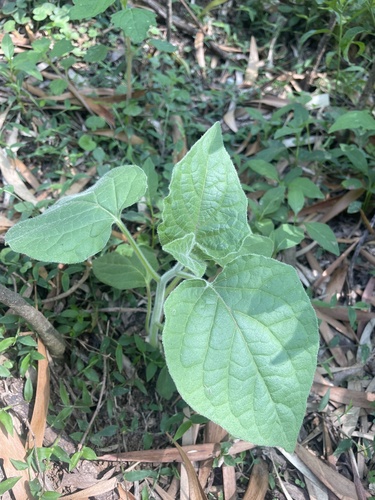 Physalis peruviana observed 2026-10-30