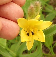 Hypoxis rigidula