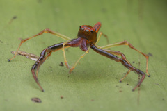 Viciria pavesii