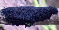 Chaetosphaerella phaeostroma