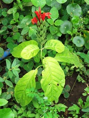 Pachystachys coccinea