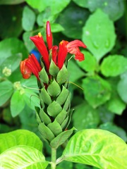 Pachystachys coccinea