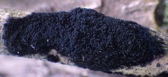 Chaetosphaerella phaeostroma