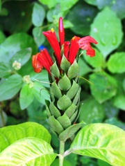 Pachystachys coccinea