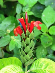 Pachystachys coccinea
