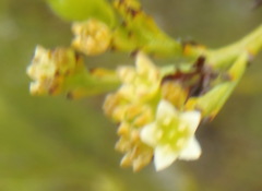 Thesium commutatum