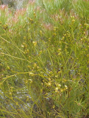 Thesium commutatum