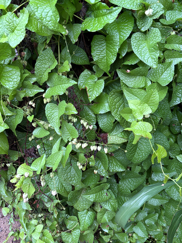 Antigonon leptopus observed 2026-10-28